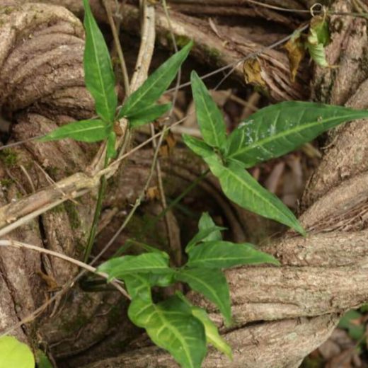 ceremonia-agosto-septiembre-b